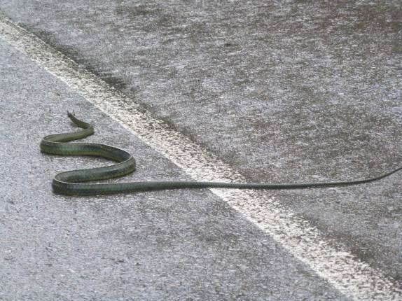 A enorme cobra Cazadora que encontramos nas estradas da Sierra de San Luis, região de Coro, no noroeste da Venezuela